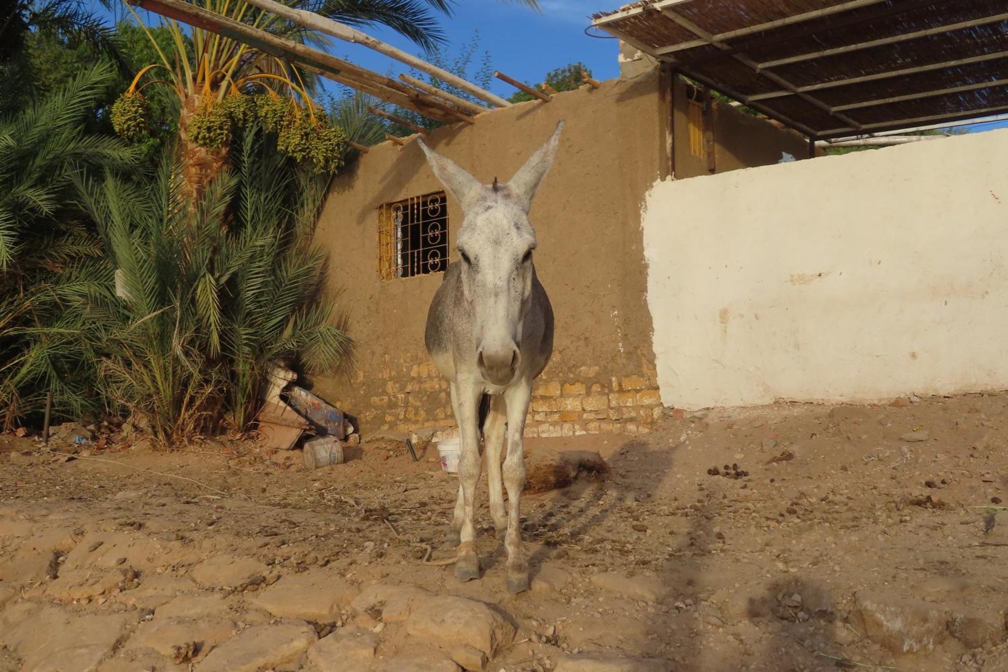 Nubian Lotus Bed and Breakfast Aswan Eksteriør billede